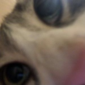 Meet your Posher, Princess